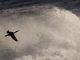 Un cormorán sortea las olas en la costa de A Coruña, en una jornada en la que el temporal, que durante los últimos días ha dejado fuertes rachas de viento, nieve y fenómenos costeros adversos, comienza a remitir y solo Galicia, Asturias y Cantabria mantienen el aviso naranja por mala mar con olas que alcanzarán entre 5 y 6 metros de altura. EFE/Cabalar