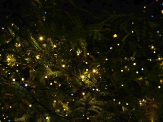 Encendido de luces árbol de Navidad Parqueflores