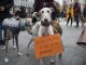 Decenas de personas acompañadas por sus perros protestan para exigir que se prohíba el uso de perros para la caza y se les proteja en la ley de Bienestar Animal, en una imagen de archivo. EFE/ROMÁN G. AGUILERA