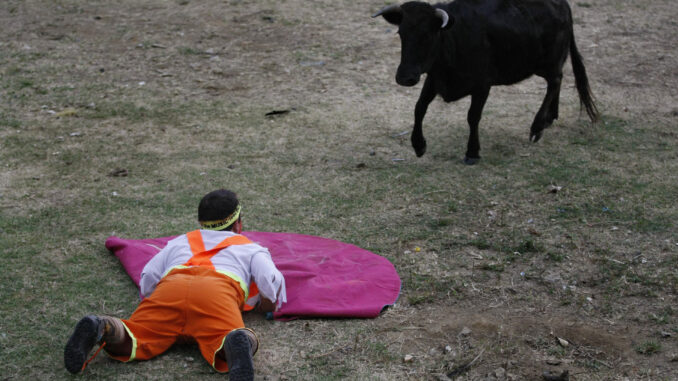 Un enano torero espera una vaquilla en una tarde taurina. EFE/Christian Escobar Mora
