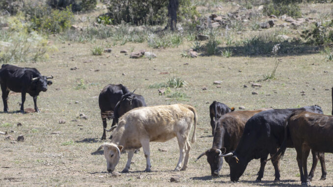 Las ganaderías de toros de lidia han alzado su voz para trasladar la situación dramática que viven sus explotaciones a consecuencia de la sequía. En la imagen una ganadería de toros en el término de Bailén (Jaén), con poco pasto, tienen que aportar pienso en la primavera a los animales para su alimentación. EFE/José Manuel Pedrosa
