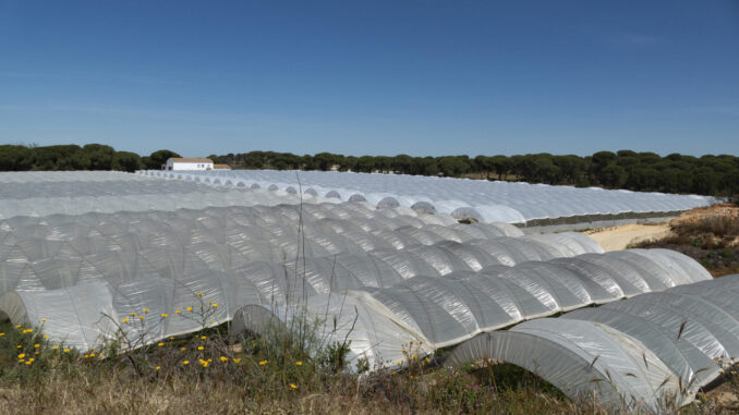 En la imagen de archivo, uno de los cultivos que están legalizados en el entorno del Parque Nacional de Doñana en el término municipal de Lucena del Puerto (Huelva). EFE/David Arjona
