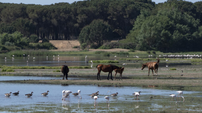 Diferentes especies de aves que junto a los caballos viven en el entorno de Doñana en el término municipal de Almonte (Huelva). EFE/David Arjona
