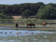 Diferentes especies de aves que junto a los caballos viven en el entorno de Doñana en el término municipal de Almonte (Huelva). EFE/David Arjona