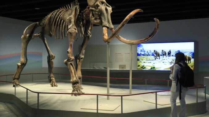 Vista de una exposición sobre la vida y extinción de los mamuts, con una pieza central de un esqueleto fosilizado real de un ejemplar siberiano que transportará a los visitantes a la Edad de Hielo y que puede verse en el CaixaForum de Madrid a partir de este viernes. EFE/ Fernando Alvarado
