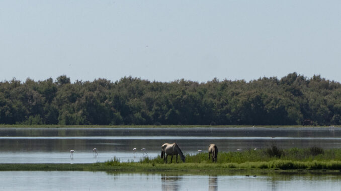 Vista del entorno del Parque Nacional de Doñana en el término municipal de Almonte (Huelva). EFE/David Arjona
