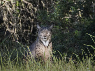 El lince se oculta bajo unos arbustos en la Finca el Encinarejo en Andújar, Jaén. EFE/José Manuel Pedrosa.