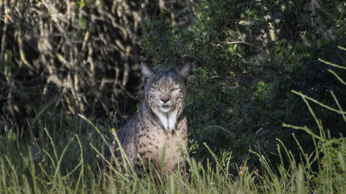 El lince se oculta bajo unos arbustos en la Finca el Encinarejo en Andújar, Jaén. EFE/José Manuel Pedrosa.
