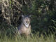 El lince se oculta bajo unos arbustos en la Finca el Encinarejo en Andújar, Jaén. EFE/José Manuel Pedrosa.