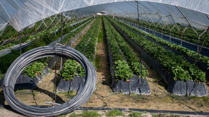 Finca del cultivo de fresas ubicada en la zona de regadío al norte de la Corona Forestal de Doñana, en el término municipal de Lucena del Puerto (Huelva). EFE/Julián Pérez
