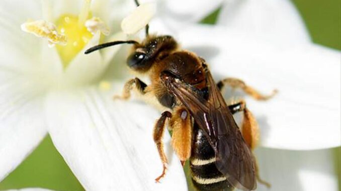 Ejemplar de abeja Andrena baetica sobre Ornithogalum umbellatum. EFE/Carlos M. Herrera
