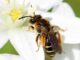 Ejemplar de abeja Andrena baetica sobre Ornithogalum umbellatum. EFE/Carlos M. Herrera