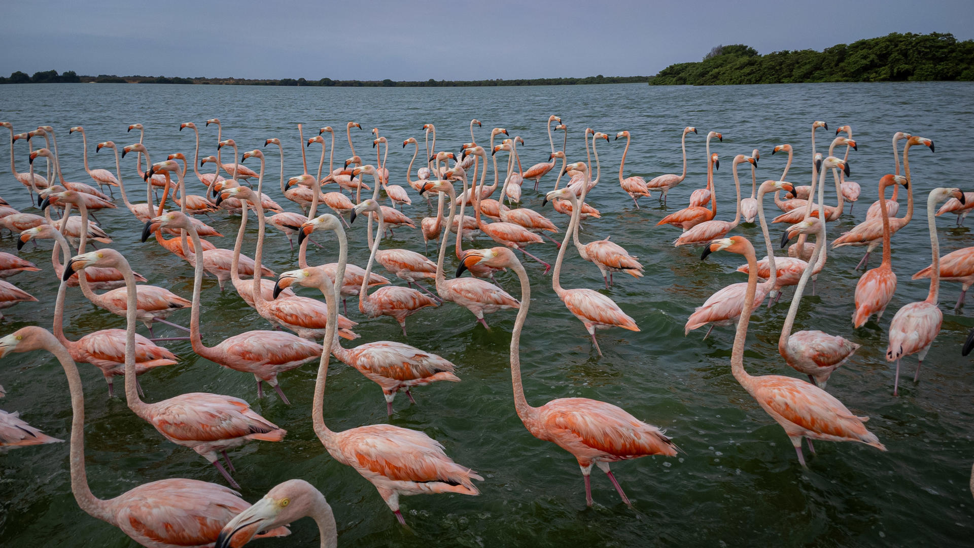 Fotografía de flamencos en Maracaibo (Venezuela). EFE/ Henry Chirinos
