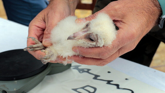 Científicos del Parque Nacional de Cabañeros (Ciudad Real) han anillado cuatro de los pollos nacidos en una caja nido que se encuentra en el centro de visitantes de Casa Palillos, con el fin de que puedan ofrecer en un futuro información científica para el estudio de la especie. EFE/Beldad
