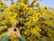 Un visitante toma una fotografía con su móvil de un árbol mimosa en flor en un parque. EFE/Franck Robichon