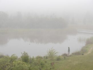 Una mujer pasea con sus perros en el jardín botánico de Olarizu, en Vitoria, ciudad que amanece este miércoles cubierta por una espesa niebla. EFE/David Aguilar