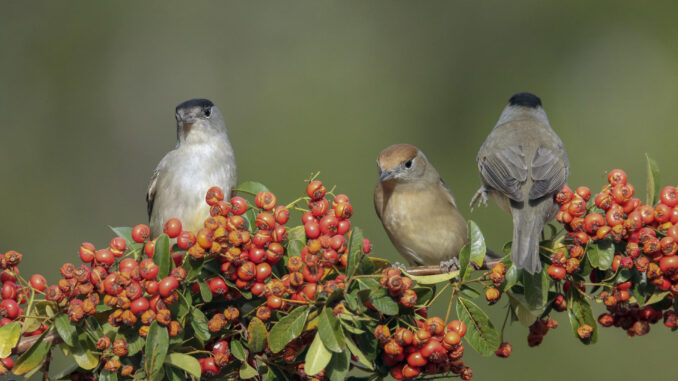 Un nuevo estudio confirma que el aumento de la temperatura global del planeta ha afectado negativamente a la producción de crías en las aves migratorias y de gran tamaño, mientras que las especies pequeñas y sedentarias parecen beneficiarse de esta situación. En la imagen tres currucas capirotadas, dos machos y una hembra, una de las aves que se benefician del cambio climático, posados en la rama de un majuelo. EFE/Beldad
