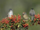 Un nuevo estudio confirma que el aumento de la temperatura global del planeta ha afectado negativamente a la producción de crías en las aves migratorias y de gran tamaño, mientras que las especies pequeñas y sedentarias parecen beneficiarse de esta situación. En la imagen tres currucas capirotadas, dos machos y una hembra, una de las aves que se benefician del cambio climático, posados en la rama de un majuelo. EFE/Beldad