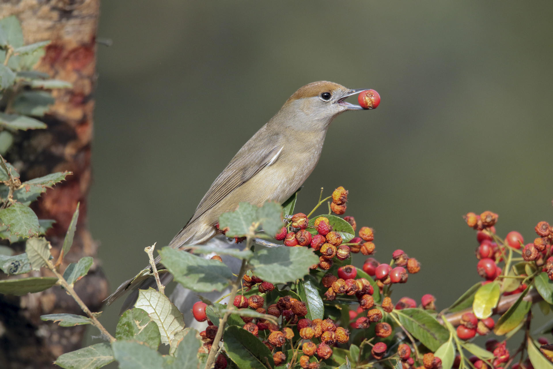 Un nuevo estudio confirma que el aumento de la temperatura global del planeta ha afectado negativamente a la producción de crías en las aves migratorias y de gran tamaño, mientras que las especies pequeñas y sedentarias parecen beneficiarse de esta situación. Las currucas capirotadas son una de las aves que se benefician del cambio climático. EFE/Beldad
