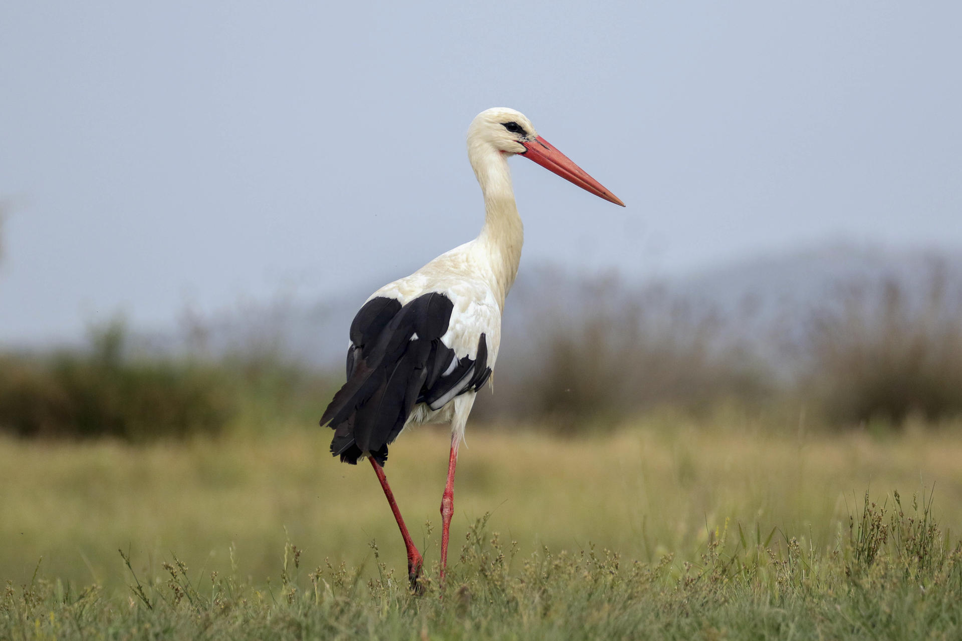 Un nuevo estudio confirma que el aumento de la temperatura global del planeta ha afectado negativamente a la producción de crías en las aves migratorias y de gran tamaño, mientras que las especies pequeñas y sedentarias parecen beneficiarse de esta situación. . La cigüeña blanca es una de las aves más perjudicadas por el cambio climático. EFE/Beldad
