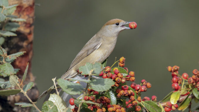 Un nuevo estudio confirma que el aumento de la temperatura global del planeta ha afectado negativamente a la producción de crías en las aves migratorias y de gran tamaño, mientras que las especies pequeñas y sedentarias parecen beneficiarse de esta situación. Las currucas capirotadas son una de las aves que se benefician del cambio climático. EFE/Beldad
