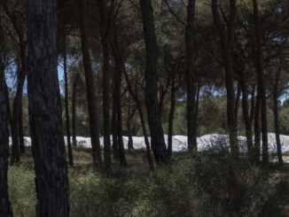 En la imagen de archivo, uno de los cultivos de regadío en el entorno del Parque Nacional de Doñana. EFE/David Arjona