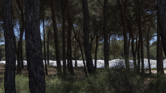 En la imagen de archivo, uno de los cultivos de regadío en el entorno del Parque Nacional de Doñana. EFE/David Arjona
