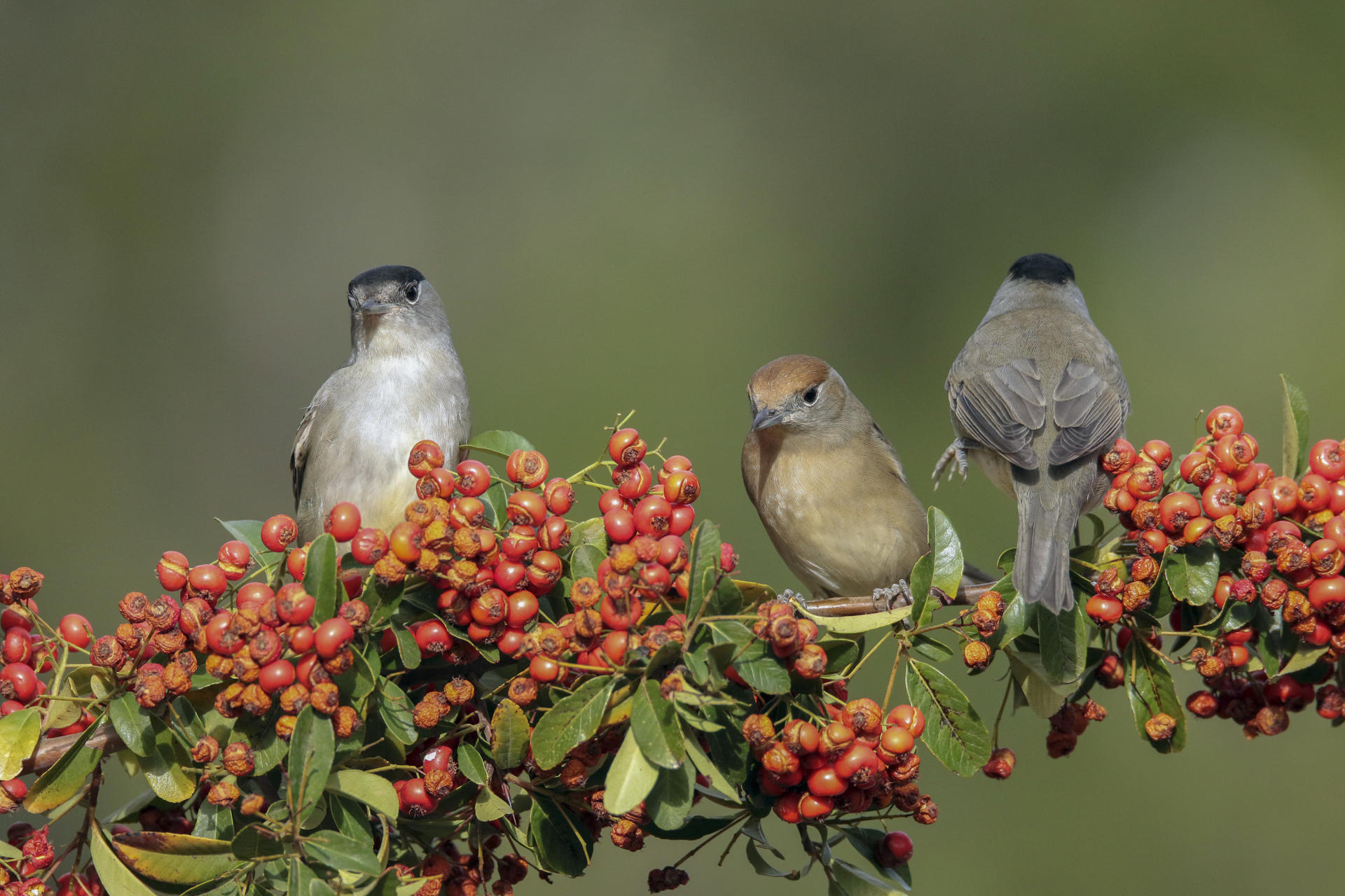 Un nuevo estudio confirma que el aumento de la temperatura global del planeta ha afectado negativamente a la producción de crías en las aves migratorias y de gran tamaño, mientras que las especies pequeñas y sedentarias parecen beneficiarse de esta situación. Las currucas capirotadas son una de las aves que se benefician del cambio climático. EFE/Beldad
