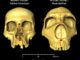 Cráneos humanos modernos y neandertales arcaicos, uno al lado del otro, mostrando la diferencia en la altura nasal". Fotografía facilitada por Kaustubh Adhikari, investigador del University College de Londres (UCL). EFE