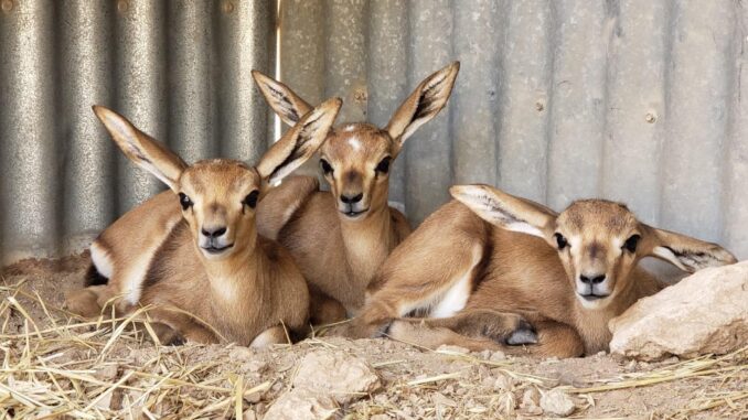 Imagen de los trillizos de gacela nacidos en la finca del CSIC en Almería. Imagen cedida por el CSIC.
