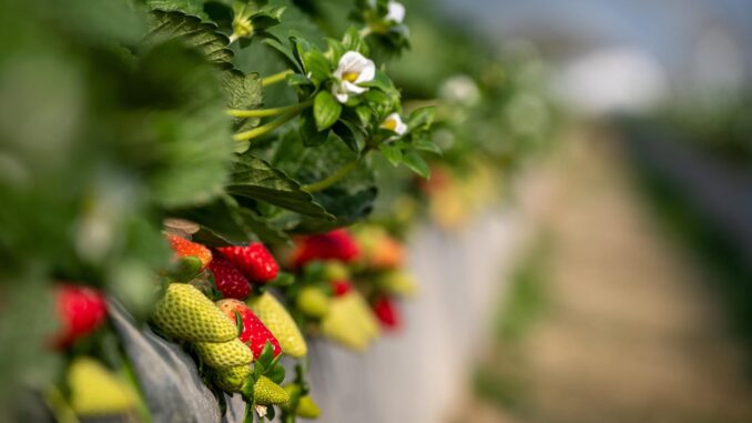 Explotación agrícola dedicada al cultivo de fresas en una imagen de archivo. EFE/Julián Pérez
