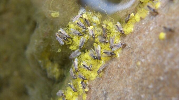 Fotografía facilitada por la EBD-CSIC de un grupo de qurirónomidos, una familia que reúne más de 7.000 especies de pequeños insectos. EFE
