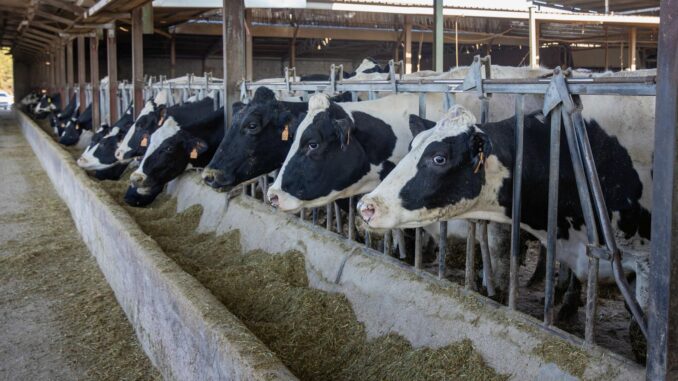 Vista de archivo de unas vacas en una granja de producción de leche. EFE/ Raquel Manzanares
