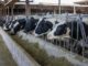 Vista de archivo de unas vacas en una granja de producción de leche. EFE/ Raquel Manzanares