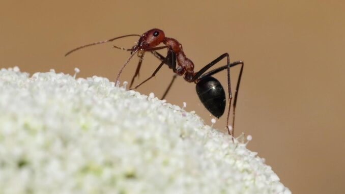 Fotografía facilitada por el CSIC (J.Manuel Vidal Cordero) de una hormiga del desierto. EFE
