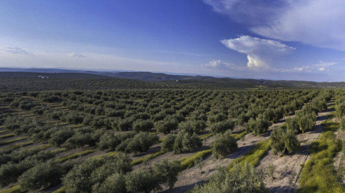 Imagen panorámica de archivo en un olivar de Jaén. EFE/ José Manuel Pedrosa
