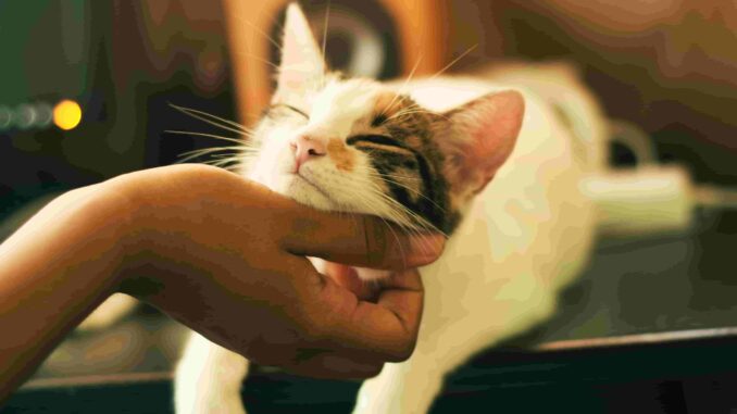 Gatoterapia: La revolución felina en el mundo de la salud emocional
