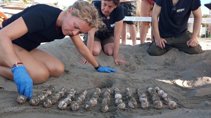 Miembros del Centro de Gestión del Medio Marino de Algeciras (CEGMA), organismo dependiente de la Junta de Andalucía, y de BIOPARC, junto al nido con los 69 huevos que una tortuga marina desovó en una playa de Marbella la pasada semana y de los cuales 9 de ellos se han trasladado al zoológico de Fuengirola para realizar una incubación controlada, con el fin de asegurar que la puesta siga adelante con éxito. EFE/Bioparc Fuengirola***SOLO USO EDITORIAL/SOLO DISPONIBLE PARA ILUSTRAR LA NOTICIA QUE ACOMPAÑA (CRÉDITO OBLIGATORIO)***
