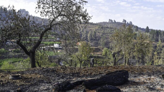Fotografía de archivo dell incendio forestal la semana pasada en el noroeste de La Palma. EFE/ Miguel Calero
