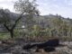 Fotografía de archivo dell incendio forestal la semana pasada en el noroeste de La Palma. EFE/ Miguel Calero