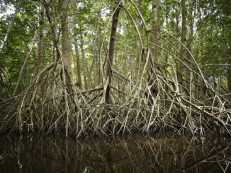 Fotografía de archivo que muestra unos manglares, en Jiquilisco (El Salvador). EFE/Rodrigo Sura