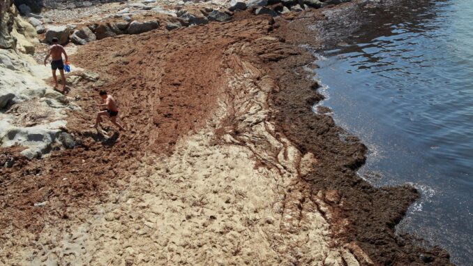 La playa del Chinarral en Algeciras (Cádiz) totalmente plagada de la alga invasora "Rugulopterix okamurae", en una imagen de archivo .EFE/A.Carrasco Ragel.
