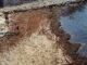 La playa del Chinarral en Algeciras (Cádiz) totalmente plagada de la alga invasora "Rugulopterix okamurae", en una imagen de archivo .EFE/A.Carrasco Ragel.