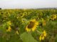 Campo de girasoles a las afueras de Vitoria en la mañana de este viernes. EFE/David Aguilar