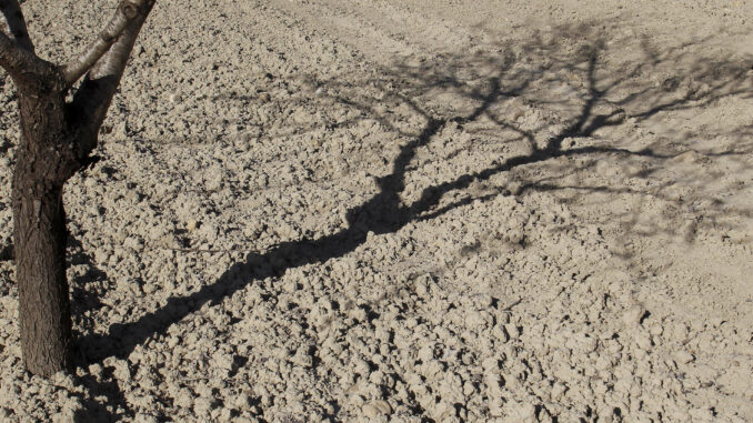 Detalle de la sombra de un almendro sobre el suelo reseco de un campo, en una fotografía de archivo. EFE/Morell
