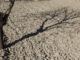 Detalle de la sombra de un almendro sobre el suelo reseco de un campo, en una fotografía de archivo. EFE/Morell