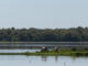 Fotografía de archivo de diferentes especies de aves que junto a los caballos viven en el entorno del Parque Nacional de Doñana en el término municipal de Almonte (Huelva). EFE/David Arjona