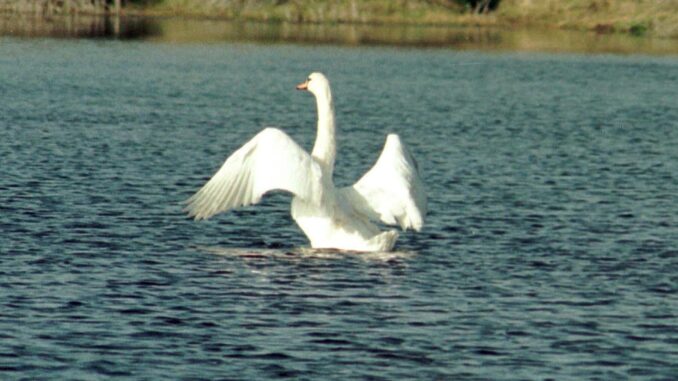 En la imagen de archivo, un cisne blanco en la laguna de Santa Olalla. EFE/MIGUEL VAZQUEZ