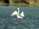 En la imagen de archivo, un cisne blanco en la laguna de Santa Olalla. EFE/MIGUEL VAZQUEZ