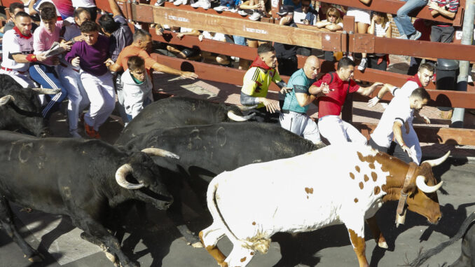 Vista del encierro de las fiestas de San Sebastián de los Reyes, este jueves. El cuarto y muy disgregado encierro de San Sebastián de los Reyes ha concluido con dos heridos leves por caídas durante la carrera, que básicamente han dejado raspones que ya han tratado los sanitarios en la propia manga del encierro .  EFE/ David Fernández
